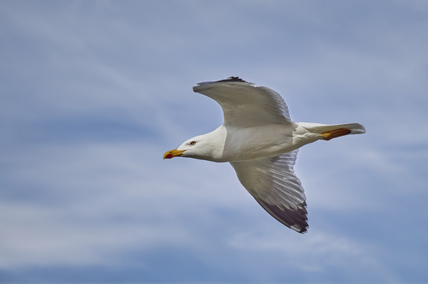 Mittelmeermöwe - Yellow legged gull - Larus michahellis - 16.jpg