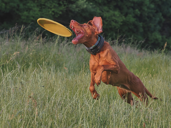 Dog Frisbee ...