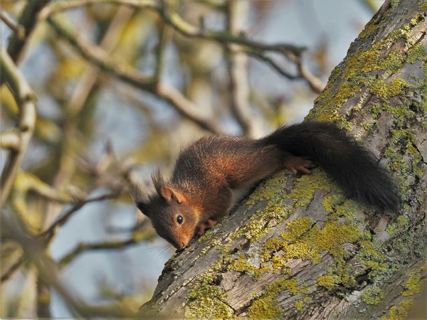 Babyhörnchen...