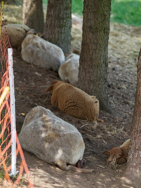 Schafe-beim-Mittagsschlaf.jpg