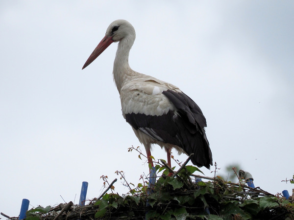 Storch ...