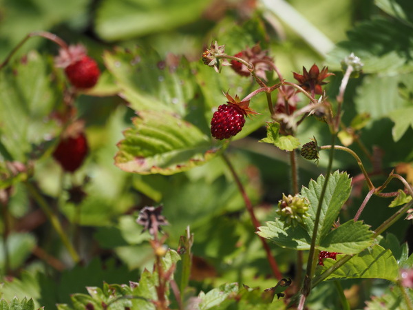 Wald-Erdbeere (Fragaria vesca)