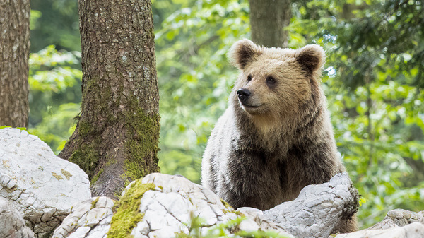 Slovenian-Bears-7.jpg