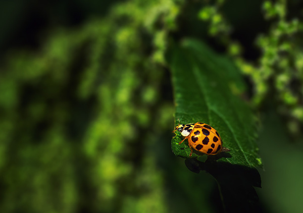 Ein Marienkäfer im Wald