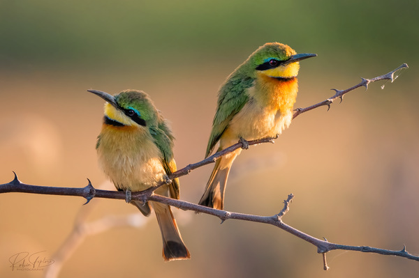 Little Bee-eater in love