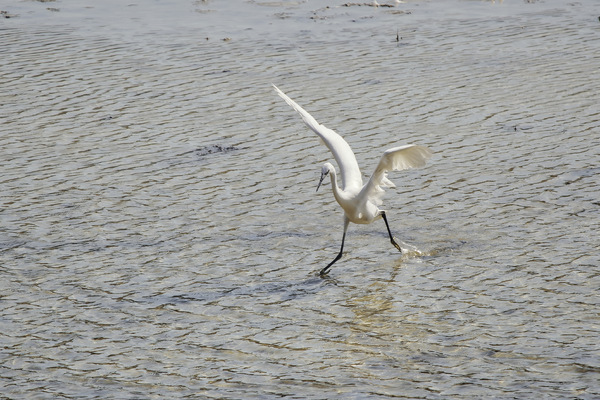 Seidenreiher - Snowy egret - Egretta garzetta - 13.jpg