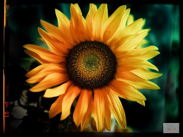 Sonnenblume im Herbst_DxO.jpg