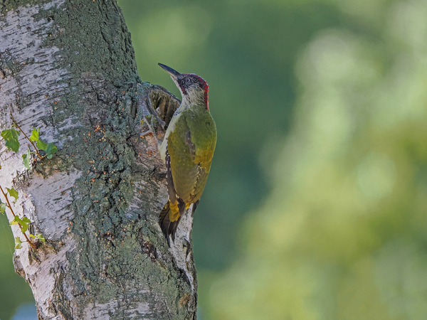 Eurasian Green Woodpecker (Picus viridis) A9040270-2