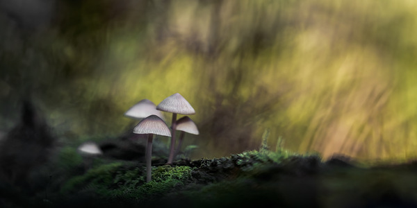 Pilze im Wald 2