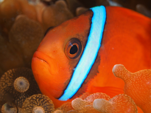 Glühkohlen-Anemonenfisch