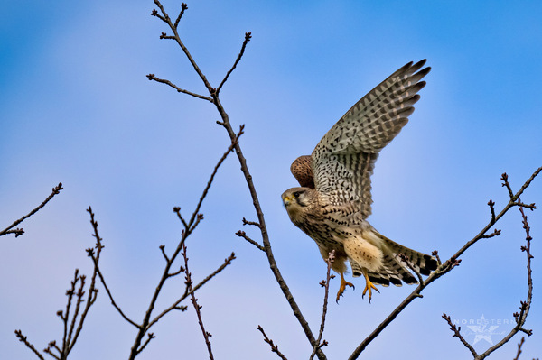 Turmfalke beim Abflug