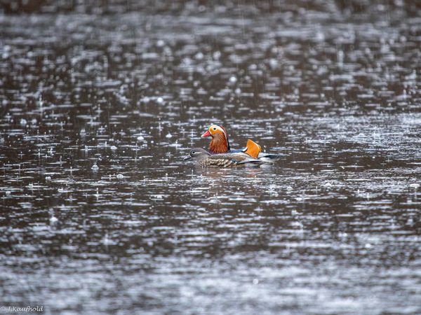 Manderarinentenpaar im Regen