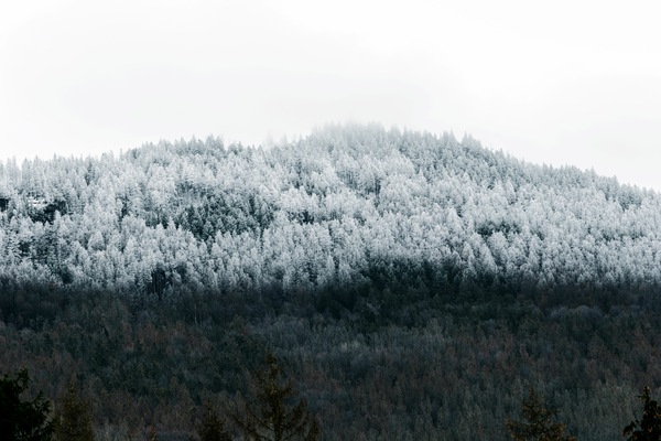 Schneefallgrenze am Großen Falkenstein II