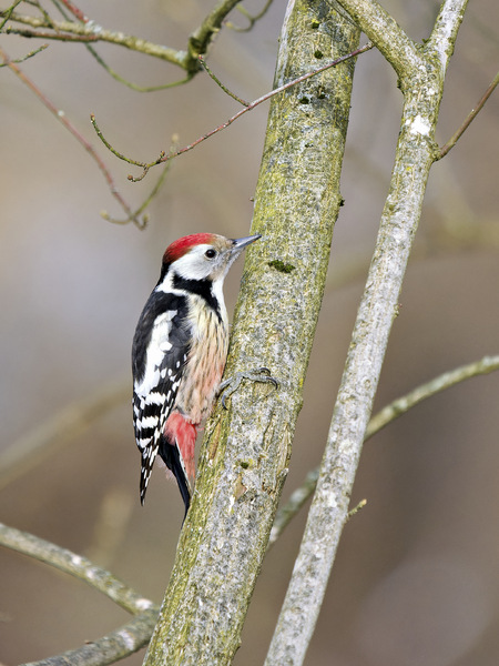 Mittelspecht - Middle Spotted Woodpecker - Dendrocopos medius - 3.jpg