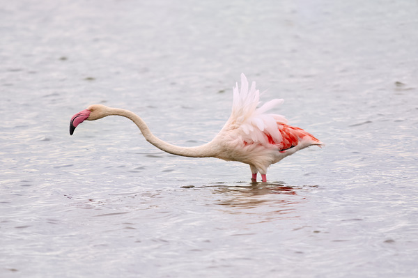 Rosaflamingo - Greater Flamingo - Phoenicopterus roseus - 5.jpg