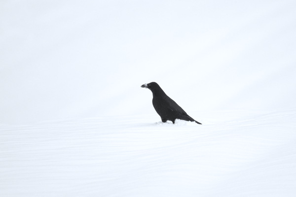 Rabenkrähe - Carrion Crow - Corvus corone - 2.jpg