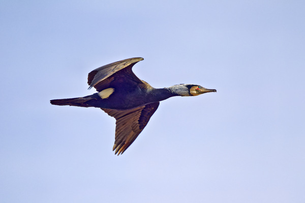 Kormoran - Cormorant - Phalacrocorax carbo - 27.jpg