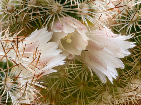 Kaktusblüte1 (1 von 1).jpg