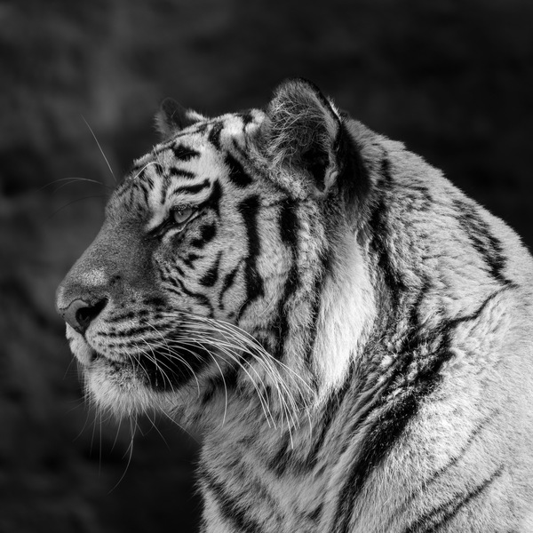 Tigerhalbportrait