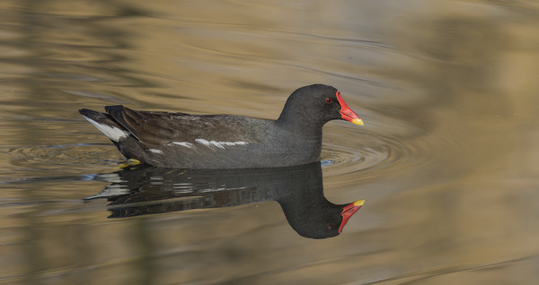 Teichhuhn.jpg