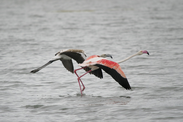 Rosaflamingo - Greater Flamingo - Phoenicopterus roseus - 4.jpg