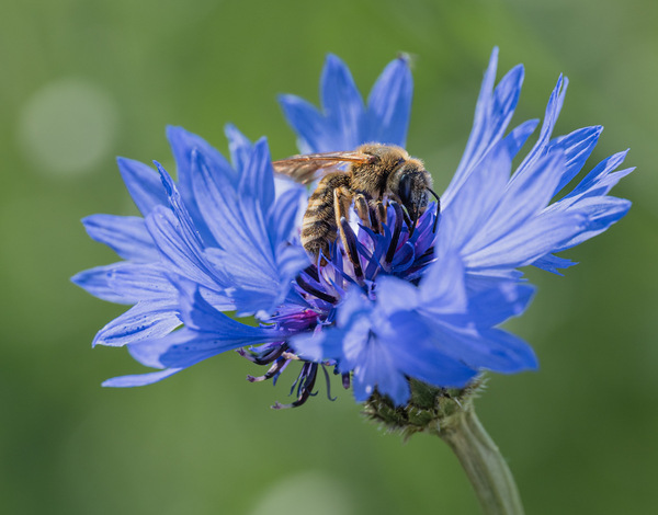 Bienchen.jpg