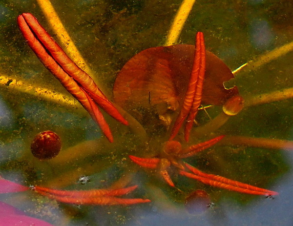 Seerosenblätter unter Wasser.jpg