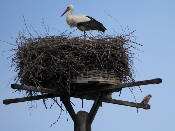 Storch mit ...