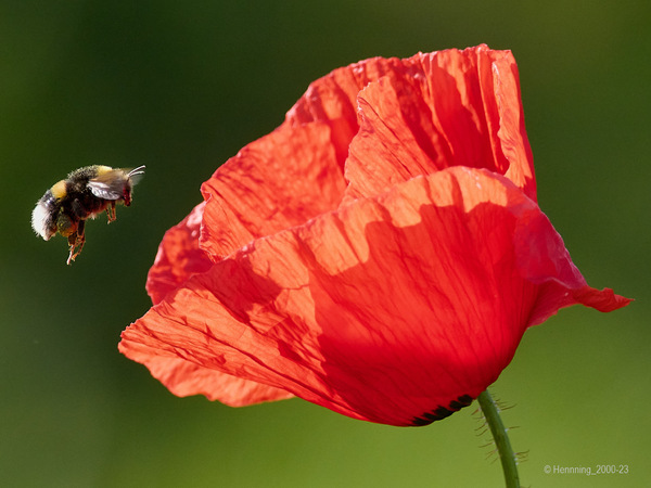 23-06-04_Hummel im Anflug