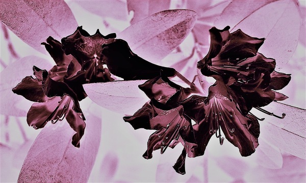 Rhododendron-aus der Reihe tanzen-.jpg