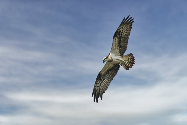 Fischadler - Osprey - Pandion haliaetus - 5.jpg