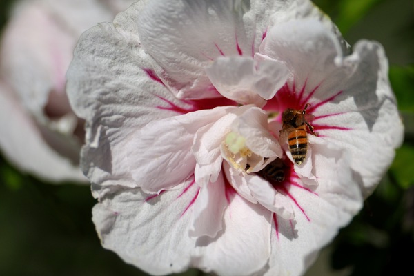 Pollensammeln