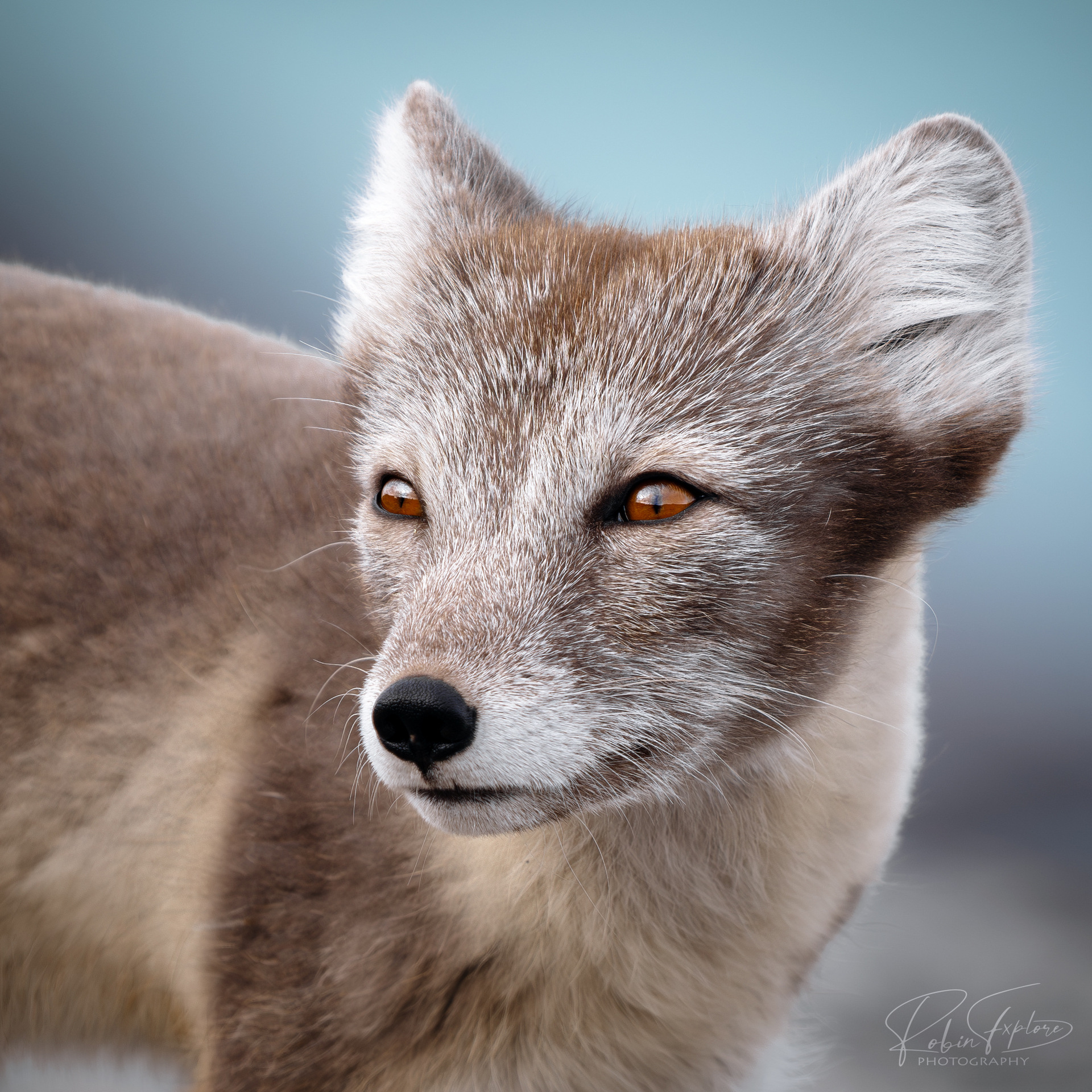 Polarfuchs Porträt
