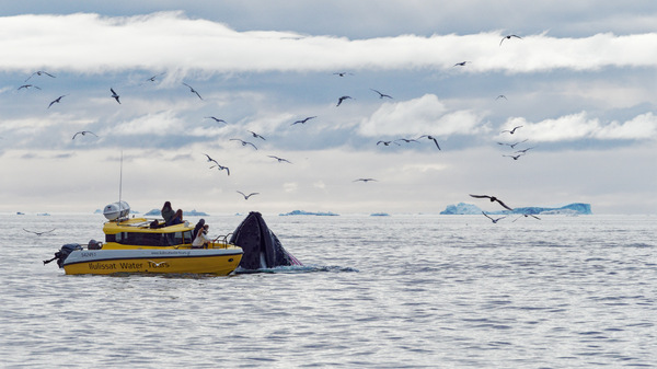 Buckelwal beim Aufnehmen eines Fischschwarms