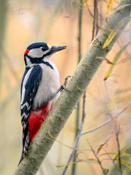 Great Spotted Woodpecker - Buntspecht