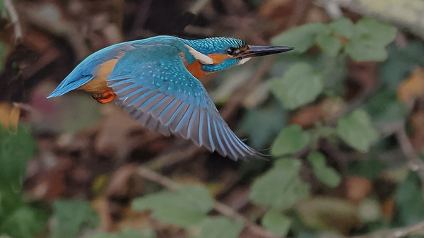 KIF (Kingfisher in Flight)