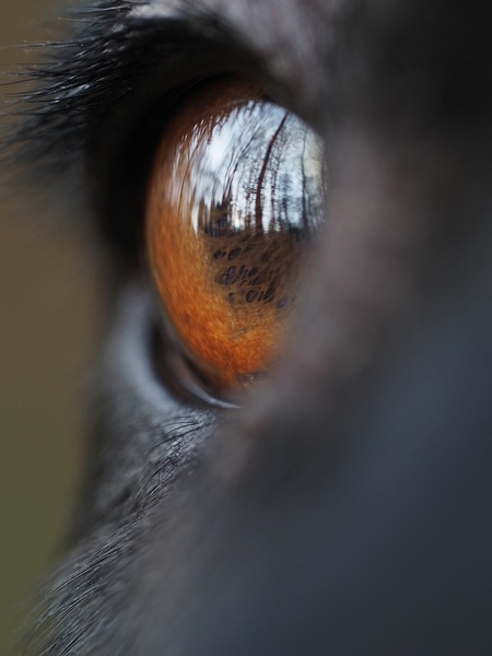 Nature in her eye