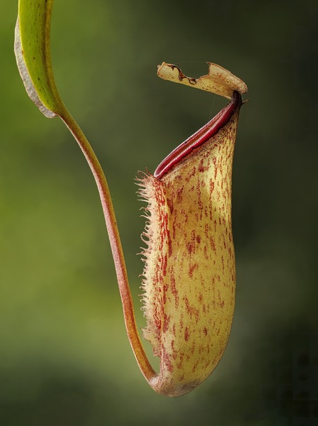 Nepenthes Rote Kanne 15erkl