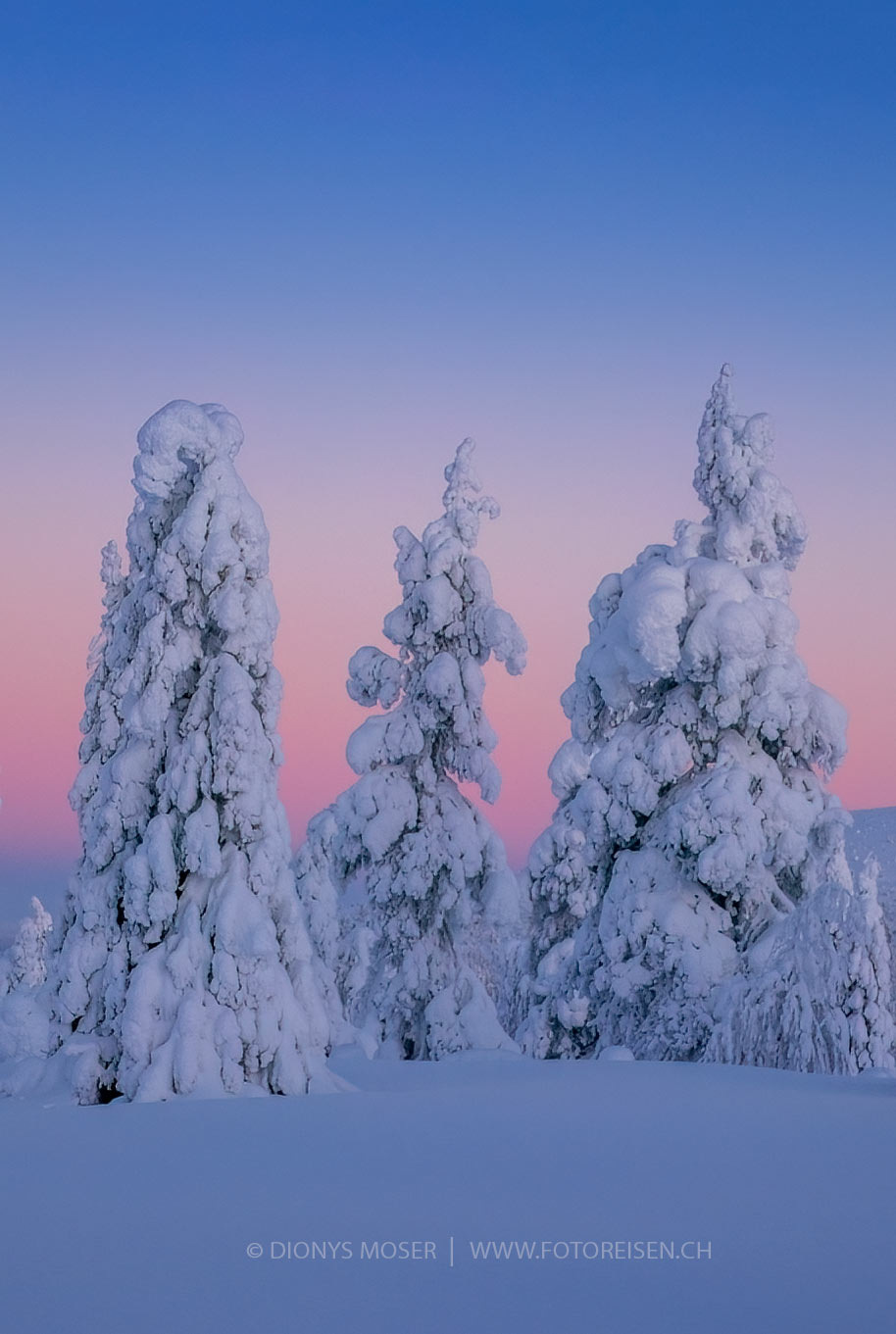 2024_Finnland_Wintertraum_FAL0923_Frosted-trees_b.jpg