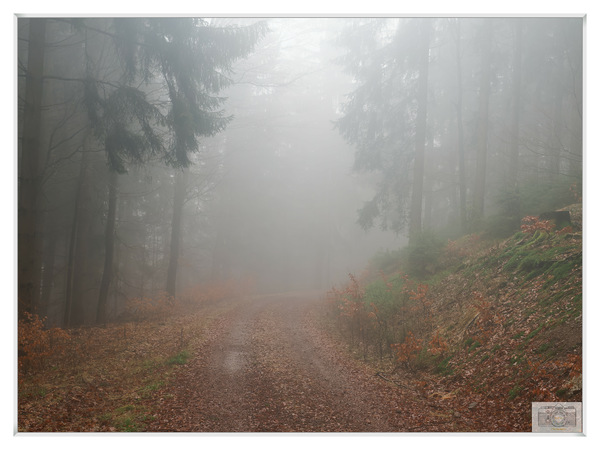 P2116961Thüringer Wald im Nebel_DxO.jpg
