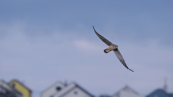 Turmfalke am Rande der Stadt