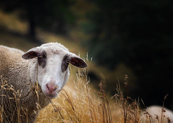 Ein Schaf im Schwarzwald