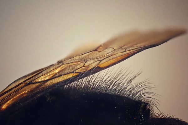 Hummelflügel Profil II