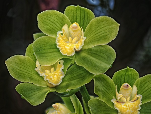 Cymbidium ...