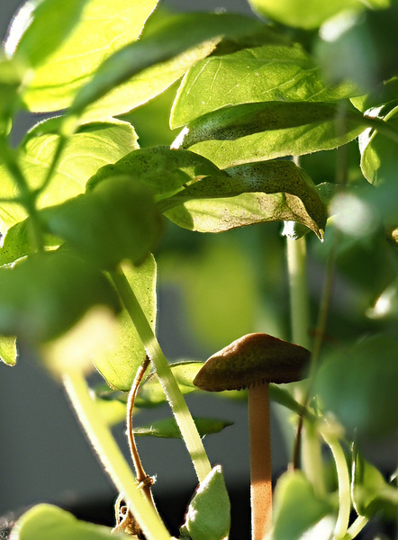 Kleiner Pilz im Basilikumwald